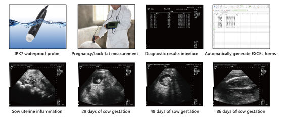 Sheep & Pigs Ultrasound Machine Portable Livestock Scanner For Pregnancy & Health Checks